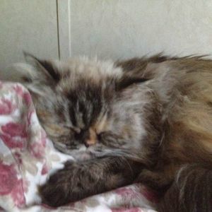 Meet your Posher, Marcy